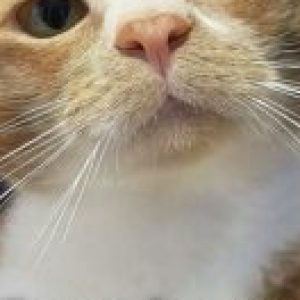 Profile photo of Samarth